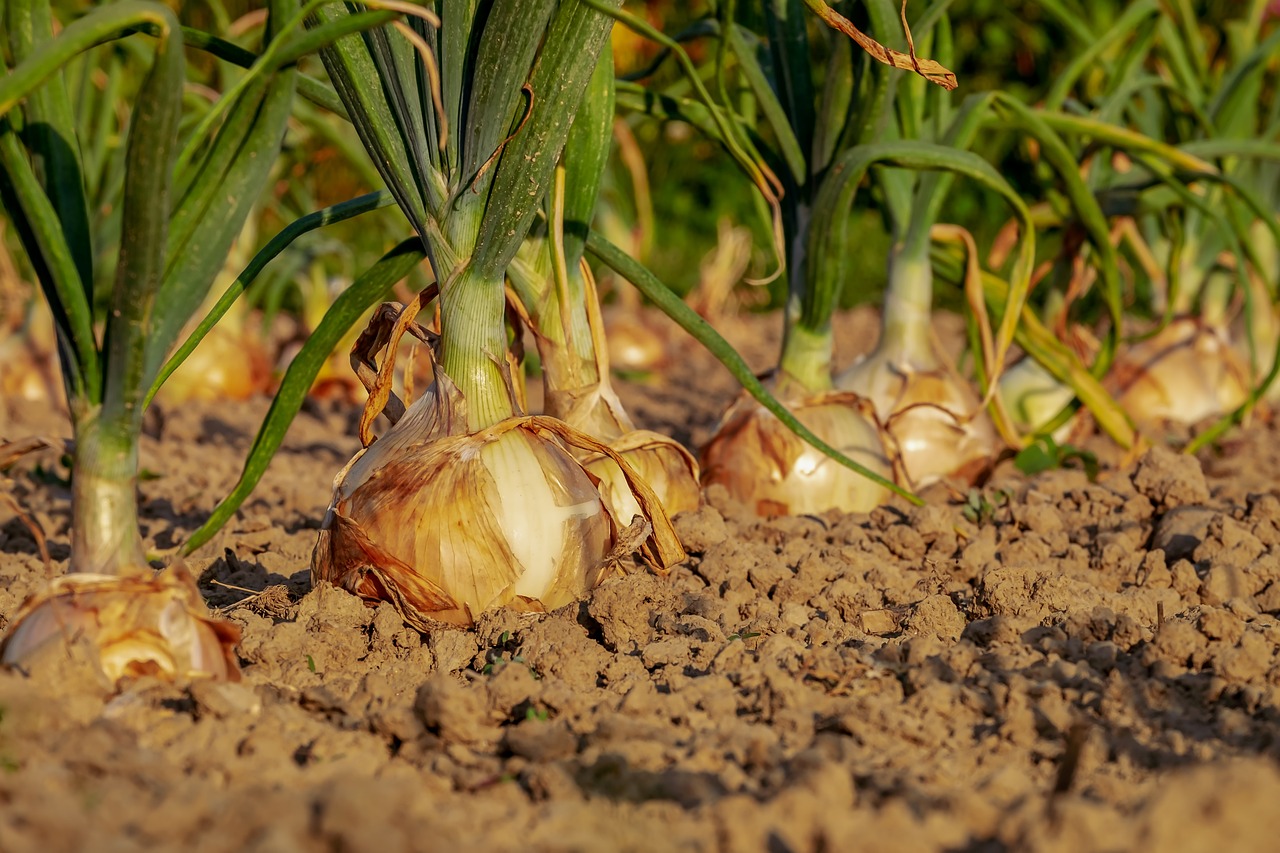 Food Justice: Fighting Hunger and Nourishing Communities 